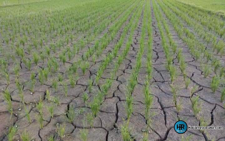 Persawahan Seunagan Timur Alami Kekeringan, SiGAP Desak Pemda Bertindak