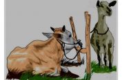 Bolehkah Berqurban Secara Patungan?