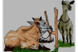 Bolehkah Berqurban Secara Patungan?