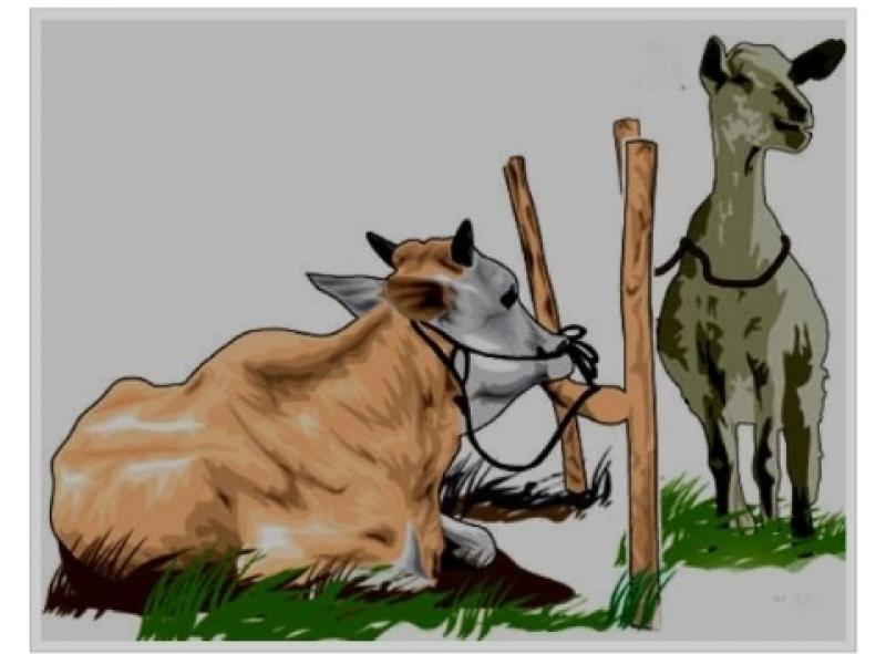 Bolehkah Berqurban Secara Patungan?