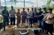 Gampong Seutui, Banda Aceh Launching Penanaman Jahe Tumpang Sari