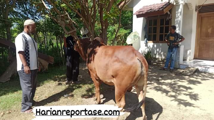 Dewan Dakwah Aceh Salurkan Hewan Qurban ke Daerah Perbatasan Aceh