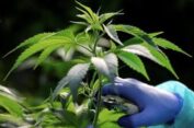 Legalisasi Ganja Sebagai Upaya Pembaharuan Hukum