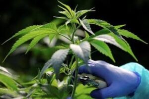 Legalisasi Ganja Sebagai Upaya Pembaharuan Hukum