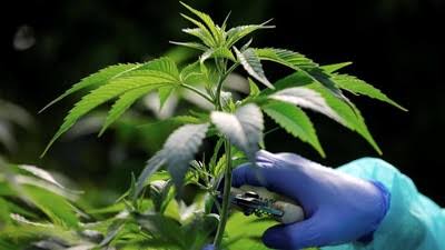 Legalisasi Ganja Sebagai Upaya Pembaharuan Hukum