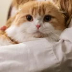 Benarkah Pelihara Kucing Bikin Susah Hamil?