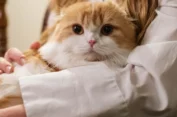 Benarkah Pelihara Kucing Bikin Susah Hamil?