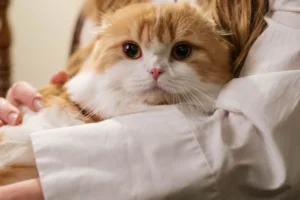 Benarkah Pelihara Kucing Bikin Susah Hamil?