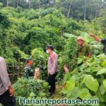 Harimau Kembali Mangsa Ternak Milik Warga di Indra Makmur, Aceh Timur