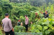 Harimau Kembali Mangsa Ternak Milik Warga di Indra Makmur, Aceh Timur