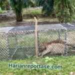 Harimau Pemangsa Ternak Warga Masuk Perangkap di Indra Makmu, Aceh Timur