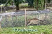 Harimau Pemangsa Ternak Warga Masuk Perangkap di Indra Makmu, Aceh Timur