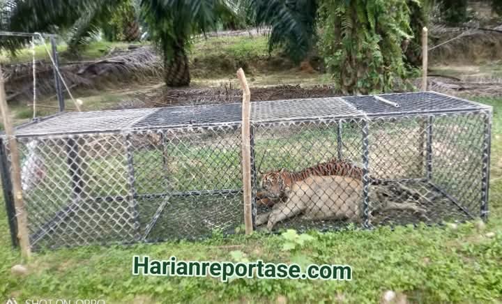 Harimau Pemangsa Ternak Warga Masuk Perangkap di Indra Makmu, Aceh Timur