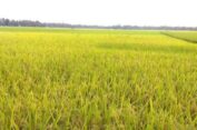 Harga Gabah Tembus 6.500, Petani di Madat Bersyukur