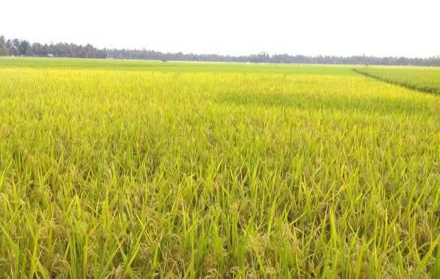 Harga Gabah Tembus 6.500, Petani di Madat Bersyukur