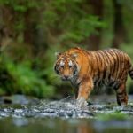 Ternak Geuchik di Aceh Timur Dimangsa Harimau, Kapolres Imbau Warga Waspada