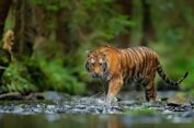 Ternak Geuchik di Aceh Timur Dimangsa Harimau, Kapolres Imbau Warga Waspada
