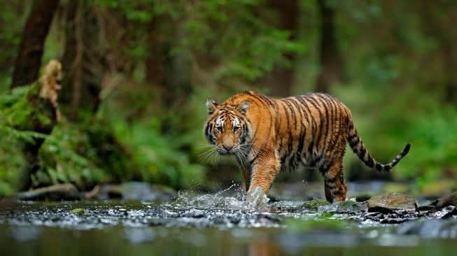 Ternak Geuchik di Aceh Timur Dimangsa Harimau, Kapolres Imbau Warga Waspada