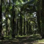Kasus PT Beurata Maju Memanas: Masyarakat Curigai Ada ‘Tumbal’ dan Permainan di Balik Layar?