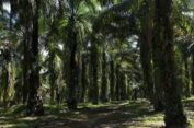 Kasus PT Beurata Maju Memanas: Masyarakat Curigai Ada ‘Tumbal’ dan Permainan di Balik Layar?
