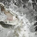 Tragis! Warga Peureulak Tewas Diterkam Buaya Saat Cari Kerang di Sungai