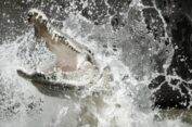 Tragis! Warga Peureulak Tewas Diterkam Buaya Saat Cari Kerang di Sungai