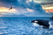 “Terkuak! Video Mengerikan Pelatih Paus Dibunuh Orca Ternyata Hasil Rekayasa AI, Sosok ‘Jessica Radcliffe’ Tidak Pernah Ada!”