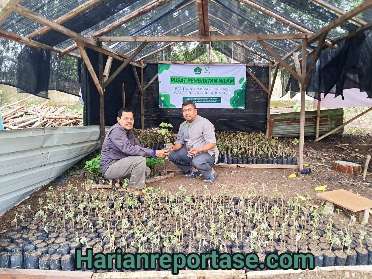 YWHA Kembangkan Wakaf Produktif Budidaya Nilam untuk Pemberdayaan Ekonomi Umat