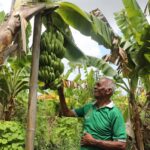 Reforma Agraria Ubah Pola Pikir Warga Desa Baumata di Kabupaten Kupang, Hasilkan Peningkatan Penghasilan Petani
