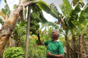 Reforma Agraria Ubah Pola Pikir Warga Desa Baumata di Kabupaten Kupang, Hasilkan Peningkatan Penghasilan Petani