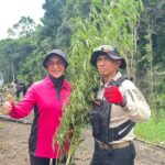 Kapolda Aceh Turun Langsung Musnahkan Ladang Ganja di Lampanah