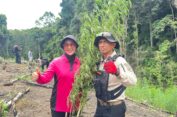 Kapolda Aceh Turun Langsung Musnahkan Ladang Ganja di Lampanah