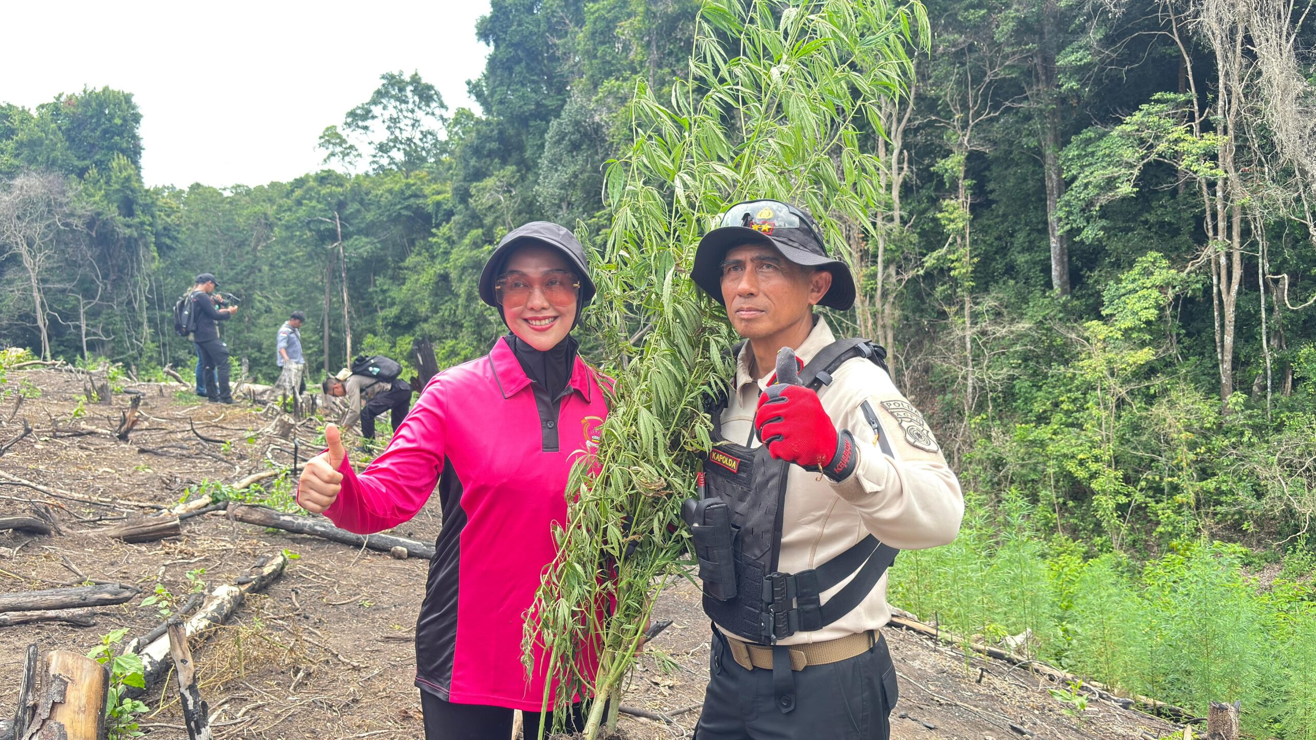 Kapolda Aceh Turun Langsung Musnahkan Ladang Ganja di Lampanah