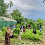 Medco E&P Malaka Dorong Ketahanan Pangan, Warga Indra Makmu Mampu Mandiri dengan Kebun Sayur