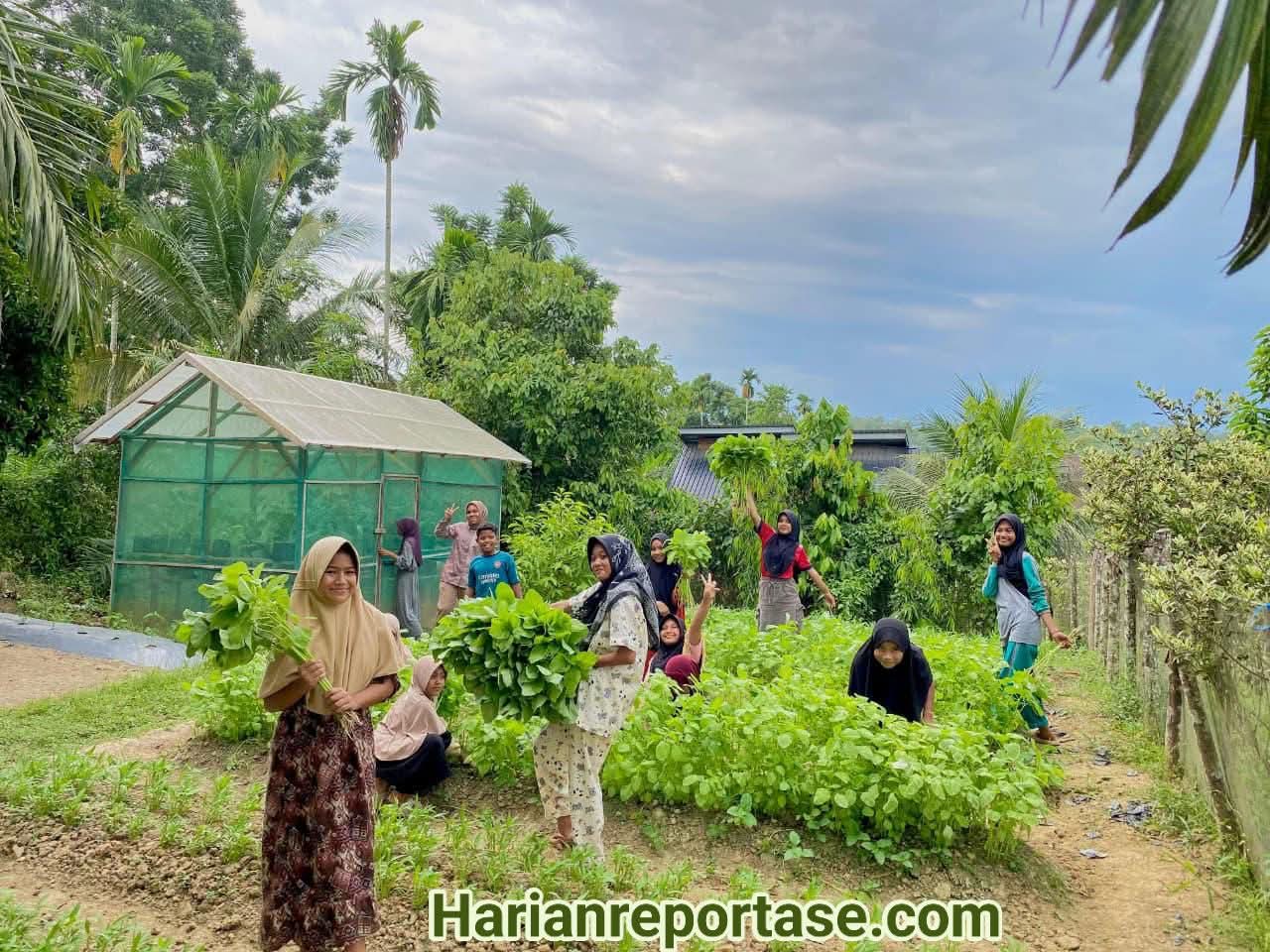 Medco E&P Malaka Dorong Ketahanan Pangan, Warga Indra Makmu Mampu Mandiri dengan Kebun Sayur