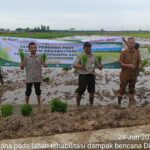 Dukung Swasembada Pangan, BBRMP Aceh Lakukan Tanam Perdana di Lahan Rehabilitasi Dampak Banjir