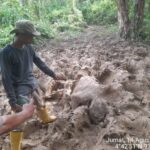 Gajah Ditemukan Mati di Eks HGU PT Atakana Kompeni, LSR dan KSDA Didesak Turun ke Lokasi