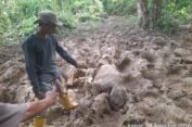 Gajah Ditemukan Mati di Eks HGU PT Atakana Kompeni, LSR dan KSDA Didesak Turun ke Lokasi