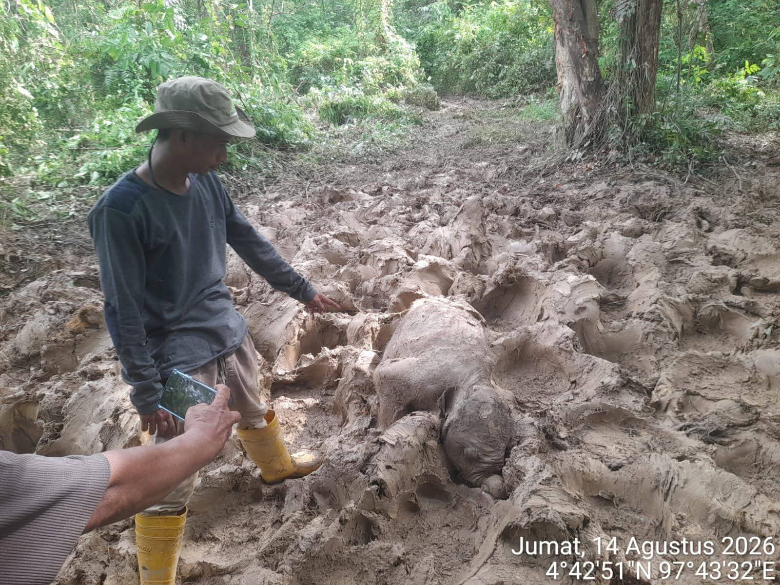 Gajah Ditemukan Mati di Eks HGU PT Atakana Kompeni, LSR dan KSDA Didesak Turun ke Lokasi