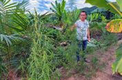 Polisi Ungkap Kebun Ganja di Peureulak